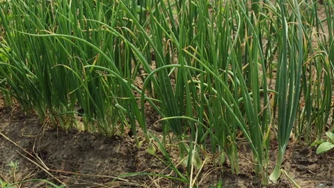 CHIVES Stock Footage 306694717