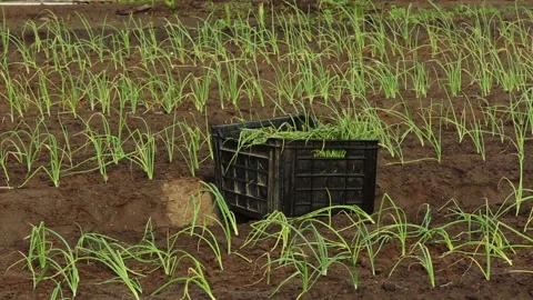 CHIVES Stock Footage 306694719