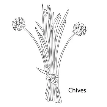 Chives Herb Garden Stock Illustration