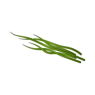 Chives illustration Stock Illustration