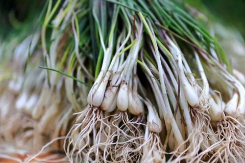 Chives-laos Foto stock