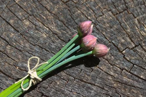 Chives on an old tree trunk Stock Photos
