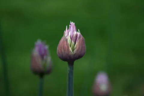 Chives Stock Photos