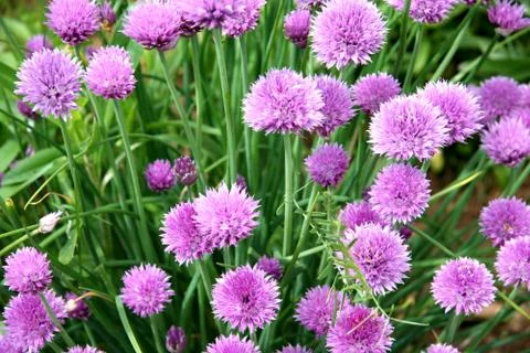 Chives Stock Photos