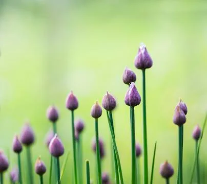 Chives Stock Photos