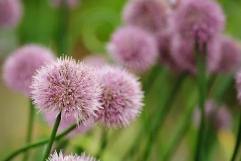 Chives Stock-Fotos