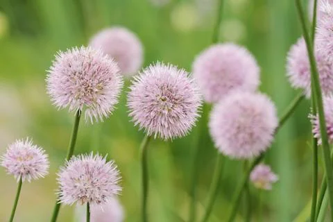 Chives Stockfoto's