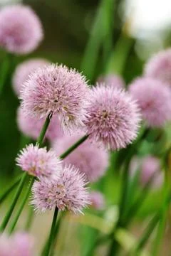 Chives Stock Photos