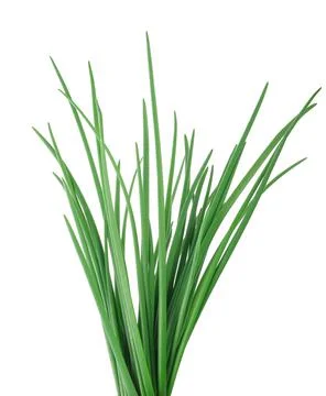 Chives Stock Photos