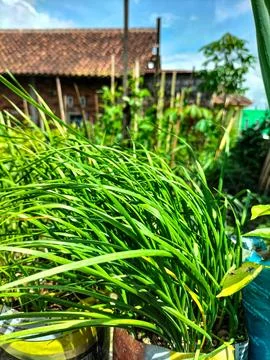 Chives Stock Photos