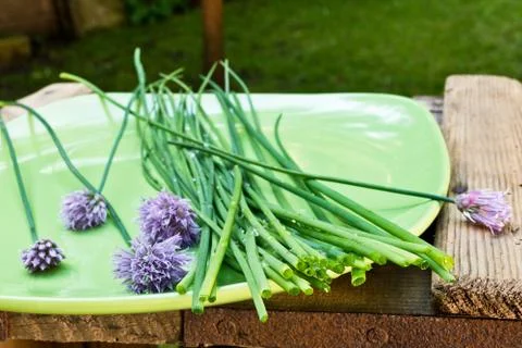 Chives on the plate Stock Photos