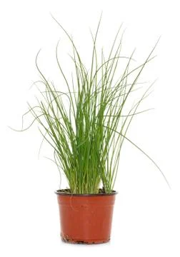 Chives in pot Stock Photos
