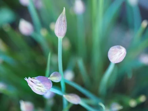 Chives ready to bloom. Close up. Stock Photos