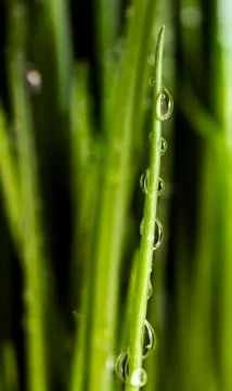Chives stem with water drops Stock Photos
