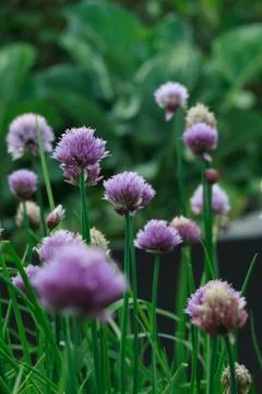 Chives in summer Stock Photos