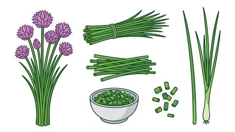 Chives Vector Illustration Set Stock Illustration