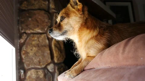 Chiweenie looking out the window, yawns, 4K Stock Footage 137825744