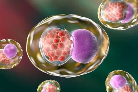 Chlamydia bacteria, illustration Illustrazione stock