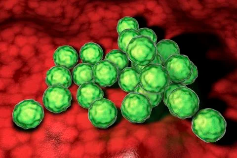 Chlamydia trachomatis bacteria Stock Illustration