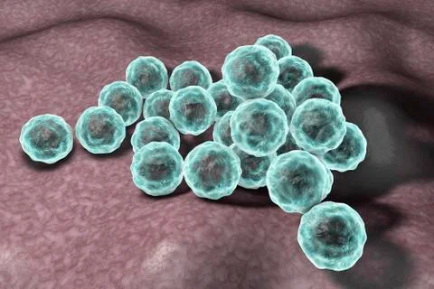 Chlamydia trachomatis bacteria Stock Illustration