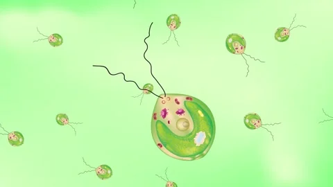 Chlamydomonas Stock Footage 258125636