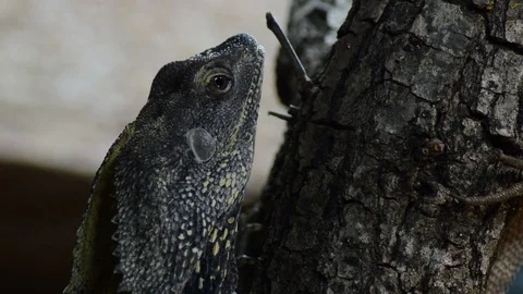Chlamydosaurus or Frilled Neck Lizard Stock Video Pond5
