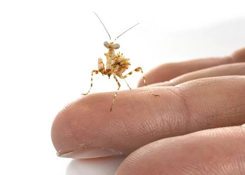 Chlidonoptera lestoni in studio Stock Photos