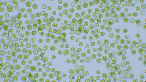 Chlorella algae cells under microscope bright-field 1000x magnification Stock Footage 346431179
