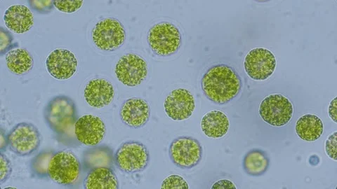 Chlorella algae cells under microscope bright-field 1000x magnification Stock Footage 346431332