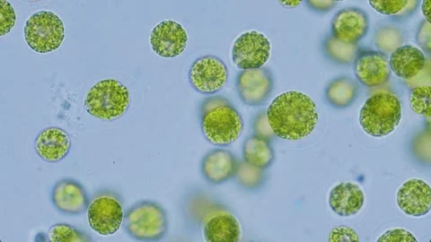 Chlorella algae cells under microscope bright-field 1000x magnification Stock Footage 346431400