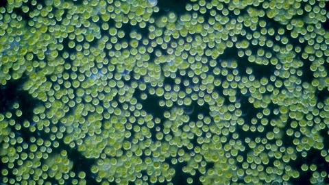 Chlorella algae cells under microscope dark-field 100x magnification Stock Footage 346431553