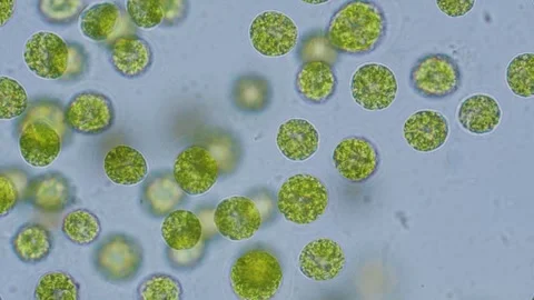 Chlorella algae cells under microscope bright-field 1000x magnification Stock Footage 346431575