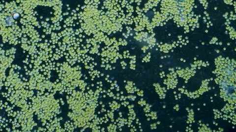 Chlorella algae cells under microscope dark-field 100x magnification Stock Footage 346431718