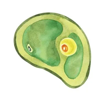 Chlorella illustration featuring a single green algae cell with detailed Stock Illustration