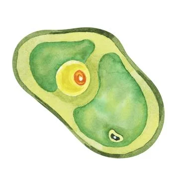 Chlorella illustration featuring a single green algae cell with detailed Stock Illustration