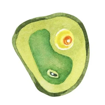 Chlorella illustration featuring a single green algae cell with detailed Stock Illustration