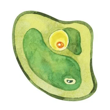 Chlorella illustration featuring a single green algae cell with detailed Stock Illustration