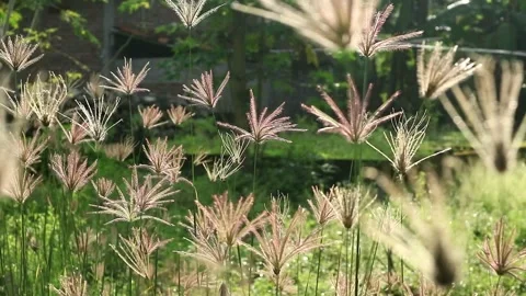 Chloris virgata Stock Footage 333415969