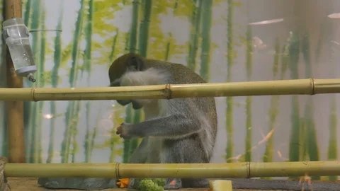 Chlorocebus pygerythrus or a green monkey eats carrots Stock Footage 120351925