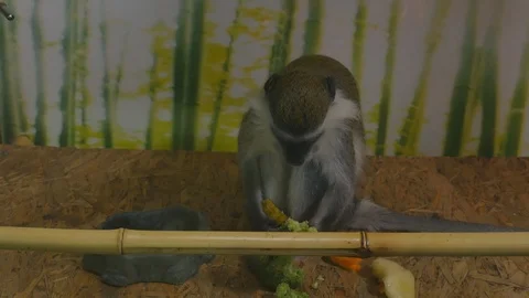 Chlorocebus pygerythrus or a green monkey eats carrots Stock Footage 121517415