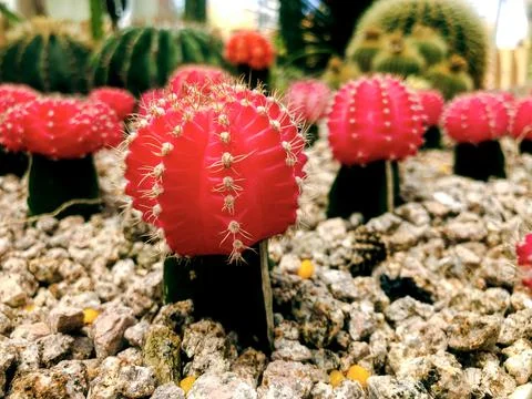 Chloroform-free red cactus on a thick green stem Gymnocalycium mihanovichii Foto stock