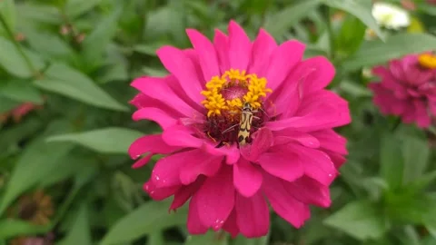 Chlorophorus Insect on the flower. Stock Footage 221540448