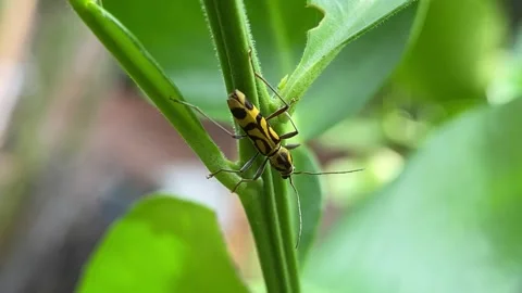 Chlorophorus insect on the leaf. 動画素材 257071097