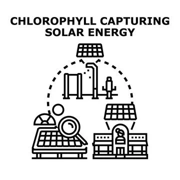 Chlorophyll capturing solar energy concept vector Stock Illustration