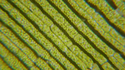 Chlorophyll Cell Division. Cell Structure Leaf Plants. Video stock 282860862
