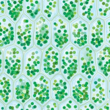 Chlorophyll cells seamless pattern Stock Illustration