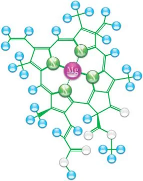 Chlorophyll formula I Stock Illustration