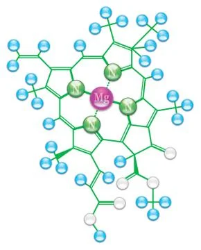 Chlorophyll formula II Stock Illustration