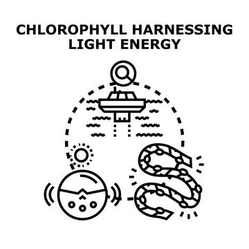 Chlorophyll harnessing light energy concept illustration Stock Illustration