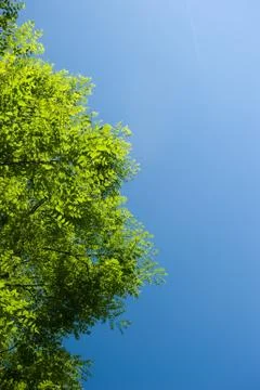 Chlorophyll Stock Photos